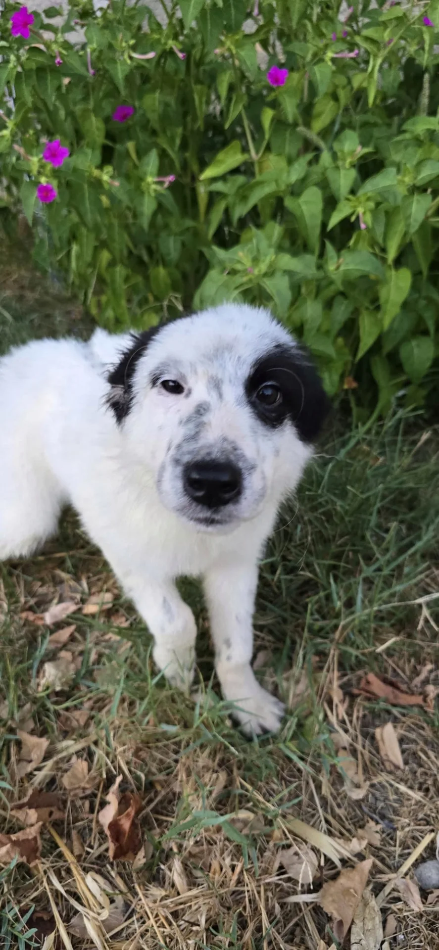 Romolo, cane Meticcio in adozione a Crotone - foto 4