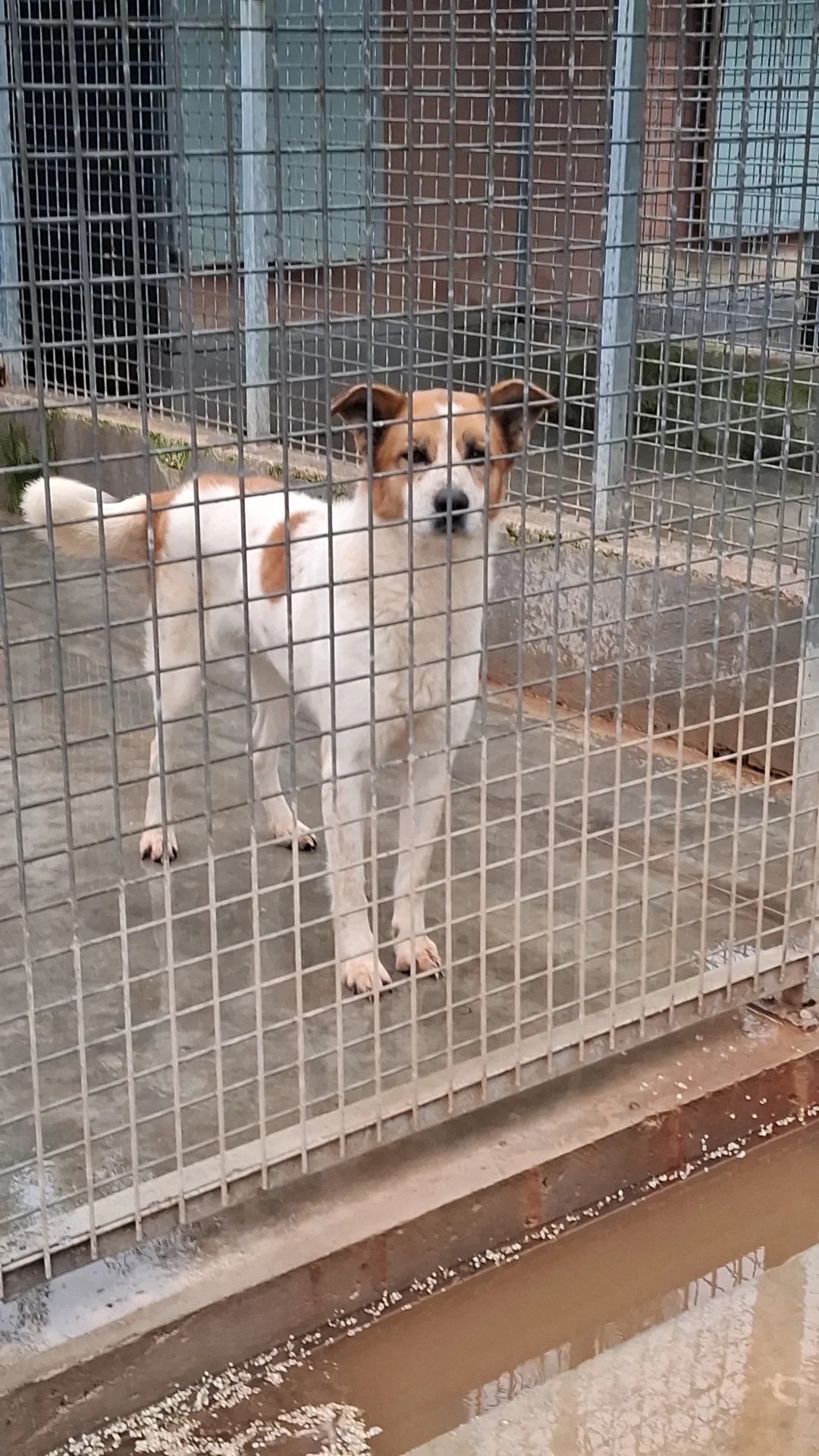Gonzalo, cane Meticcio in adozione a Napoli - foto 2