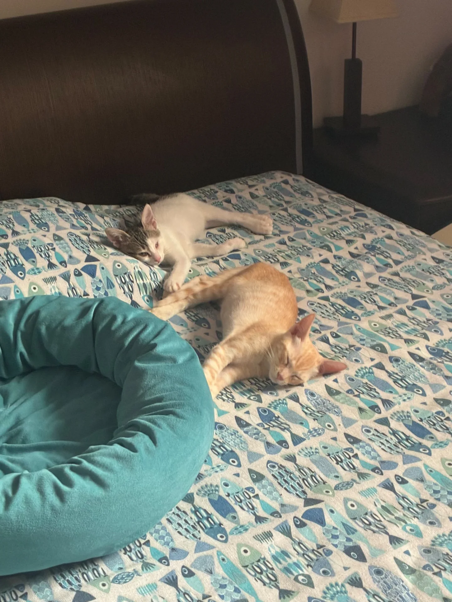 Gino, gatto in adozione a Roma - foto 2