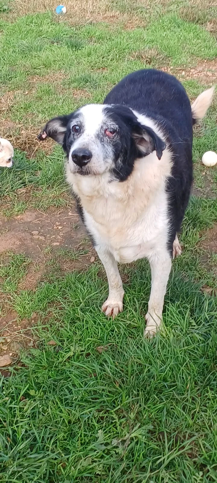 Nonno Jack, cane Meticcio in adozione a Mantova - foto 5