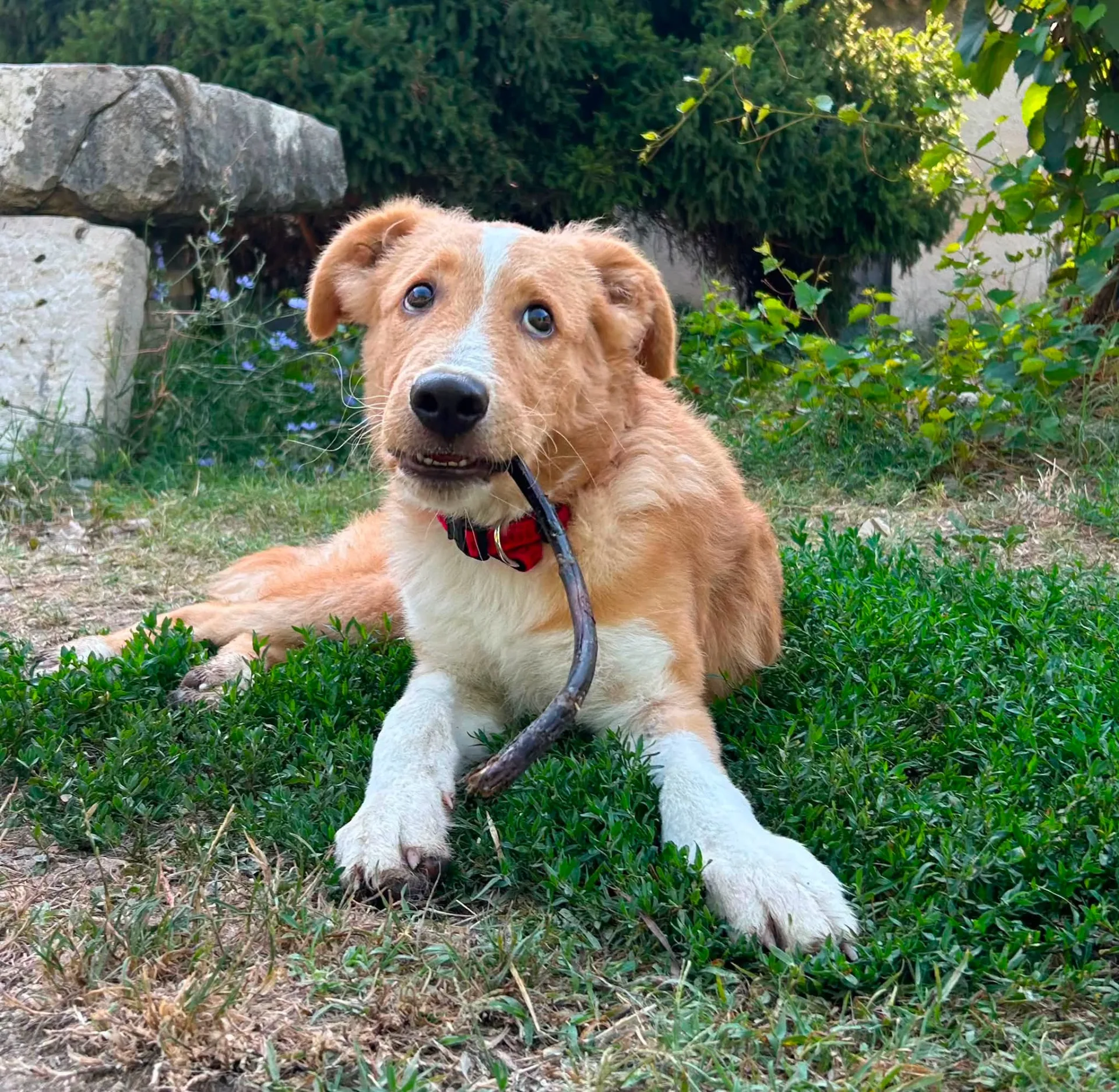 Tommy, cane meticcio in adozione a Frosinone