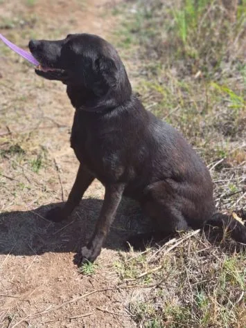 Ciccia, cane meticcia in adozione a Roma - foto 2
