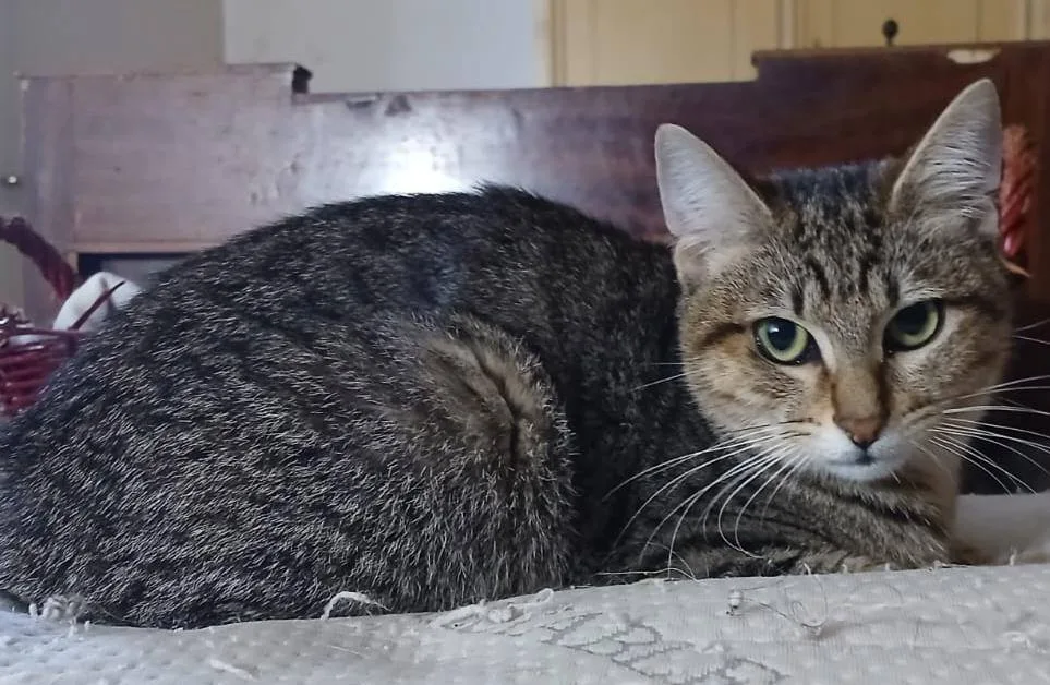 Brando, gatto in adozione a Latina - foto 1