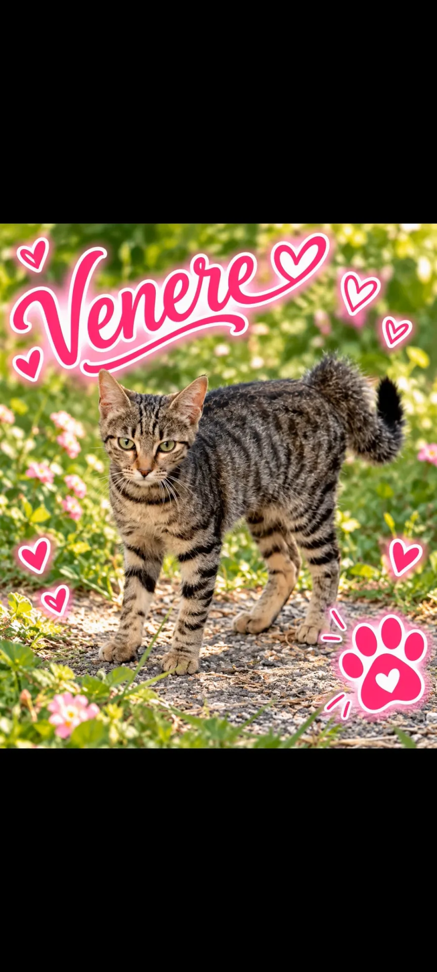 Venere, gatto Europeo in adozione a Chieti - foto 2