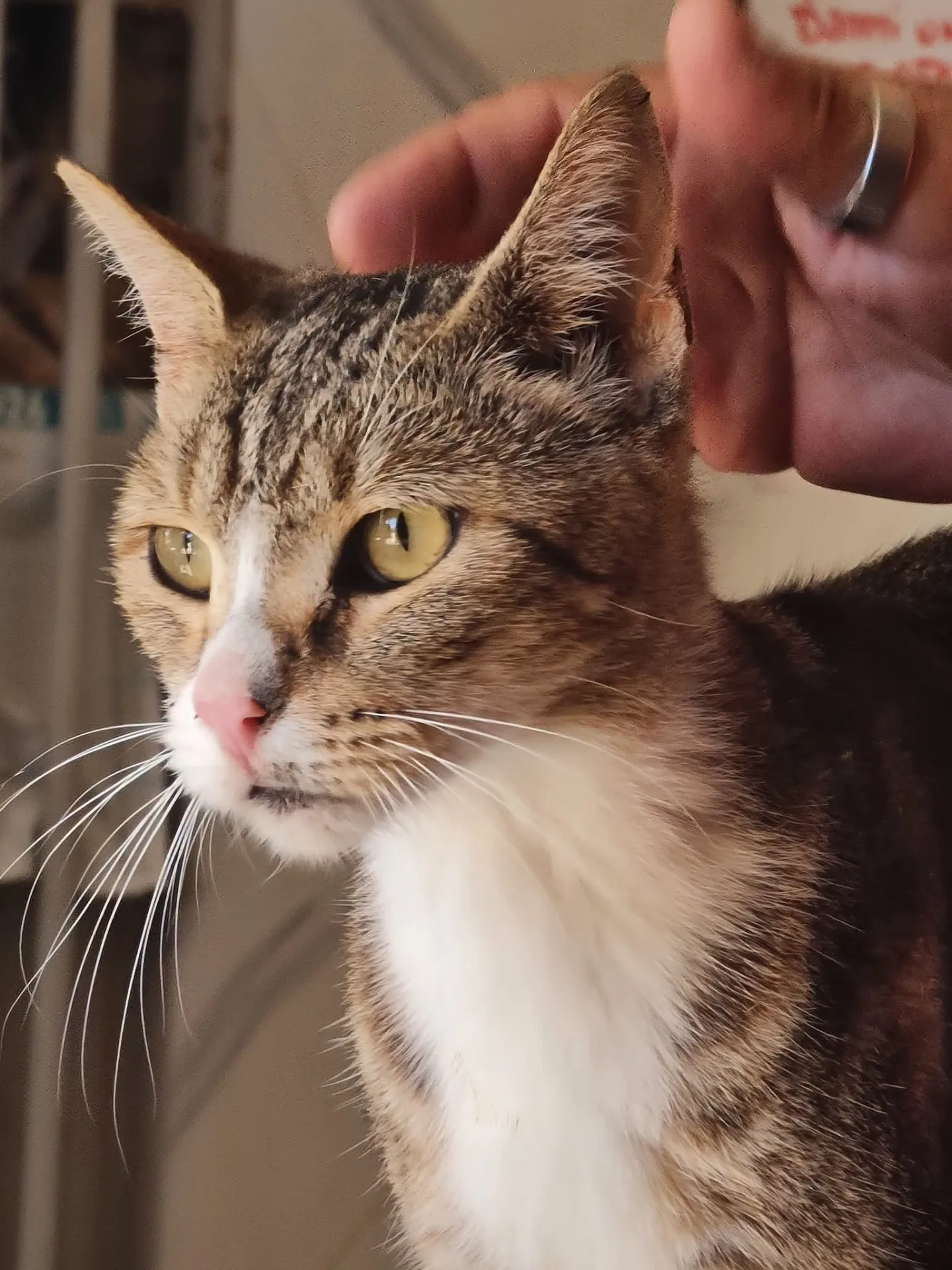 Stella, gatto Meticcio in adozione a Trapani - foto 3