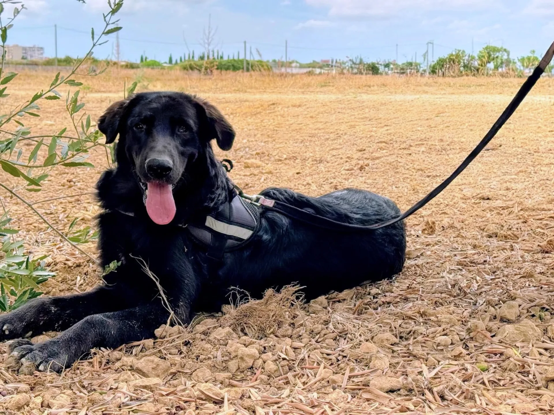KURT, cane Meticcio in adozione a Taranto - foto 2