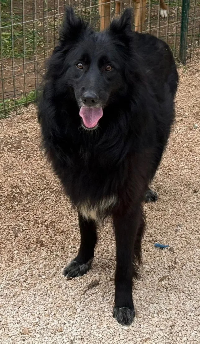 Diana, cane Meticcio simil pastore belga in adozione a Taranto - foto 5