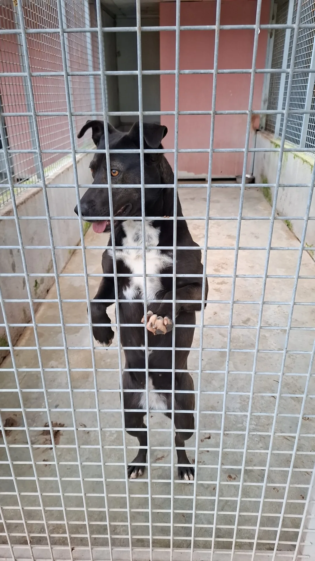 Foto 4 di Licia, cane Meticcia in adozione