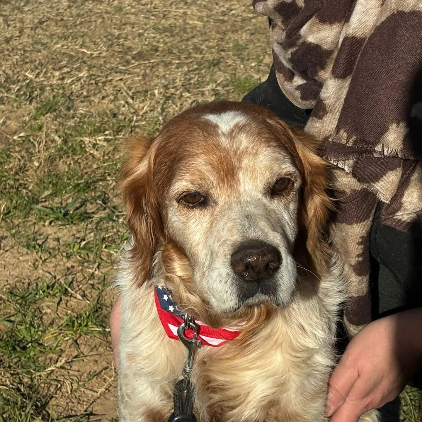Jack, cane Breton in adozione a Latina - foto 5