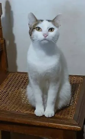 Marlon, gatto in adozione a Latina - foto 3