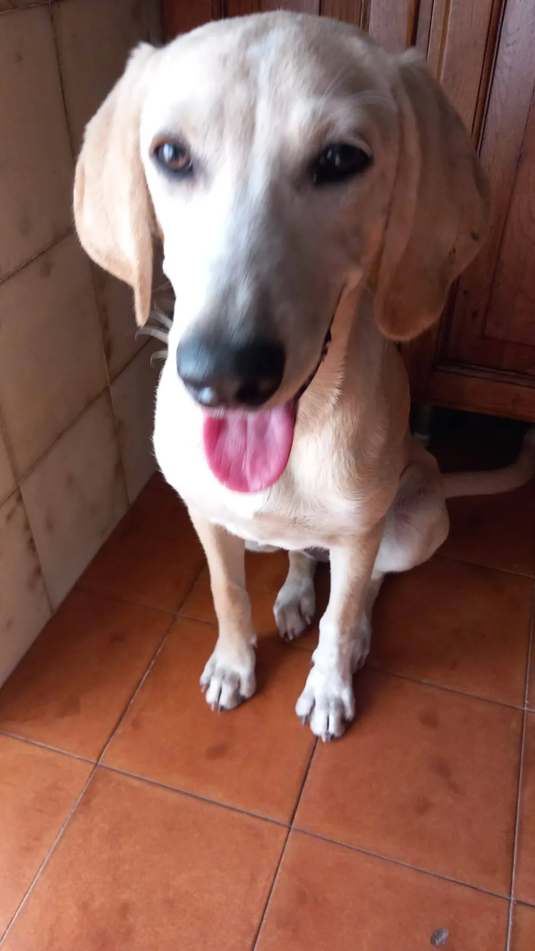 Priscilla, cane meticcio in adozione a Latina - foto 5