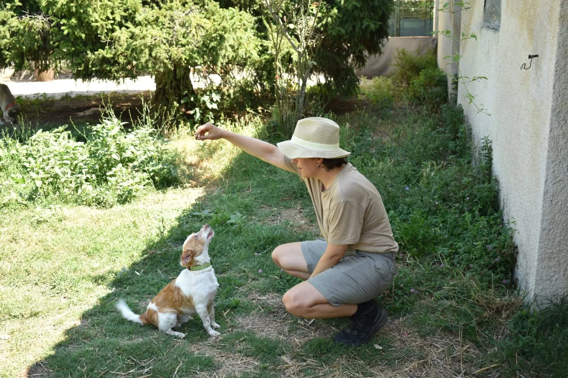 Sky, cane meticcio in adozione a Latina - foto 4