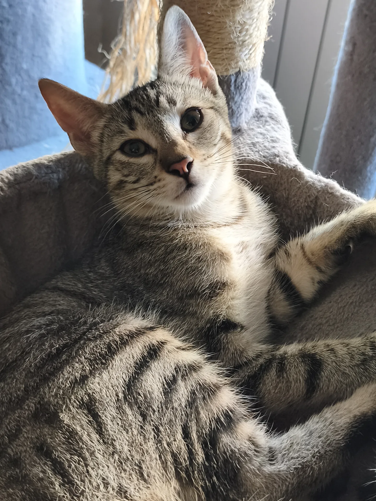 Leo, gatto Europeo adottato a Latina - foto 3