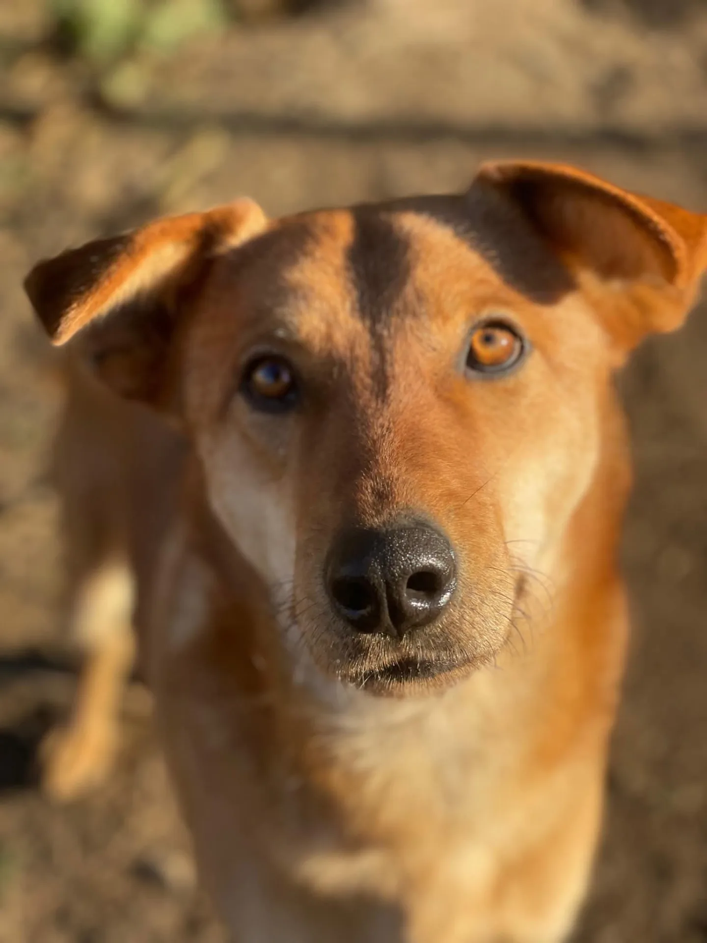 Milu', cane Meticcio in adozione a Milano - foto 4
