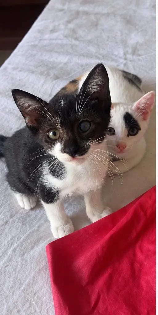 Ringo, gatto in adozione a Roma - foto 2