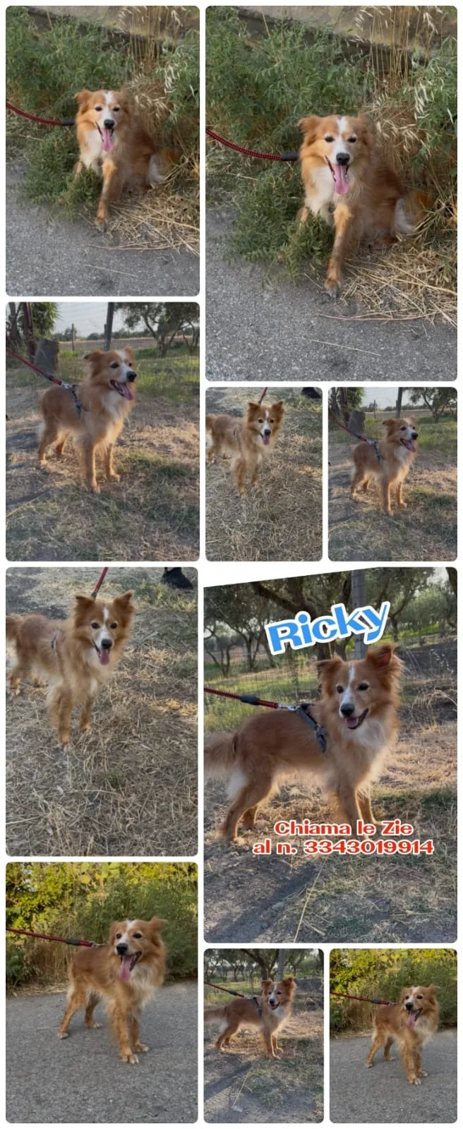 Ricky, cane Incrocio Volpino in adozione a Crotone - foto 5