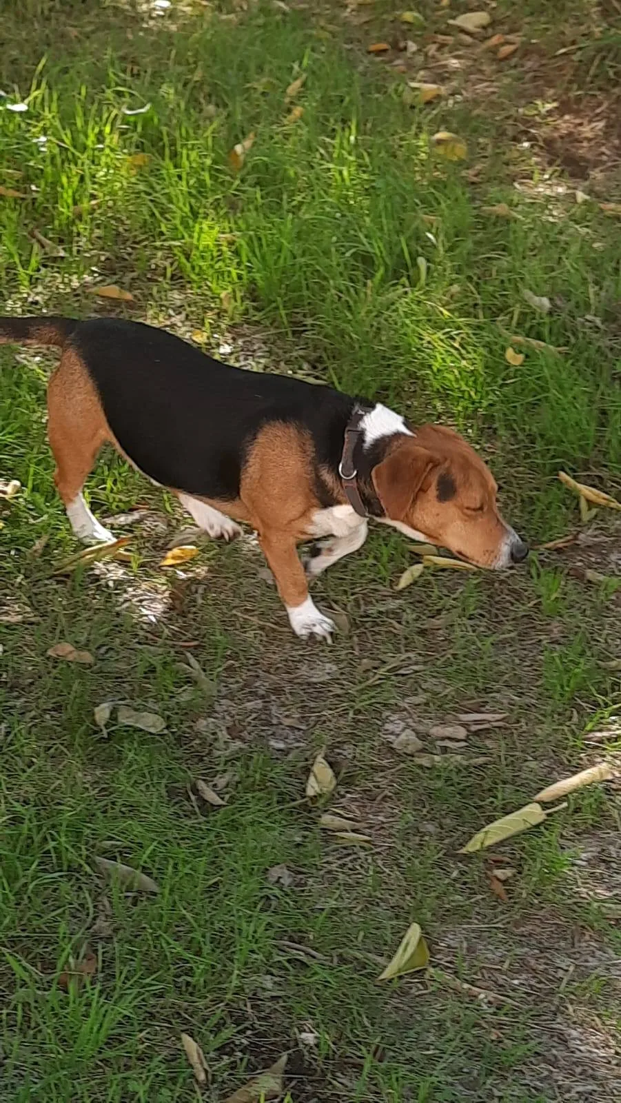 Bruno, cane meticcio in adozione a Latina - foto 5