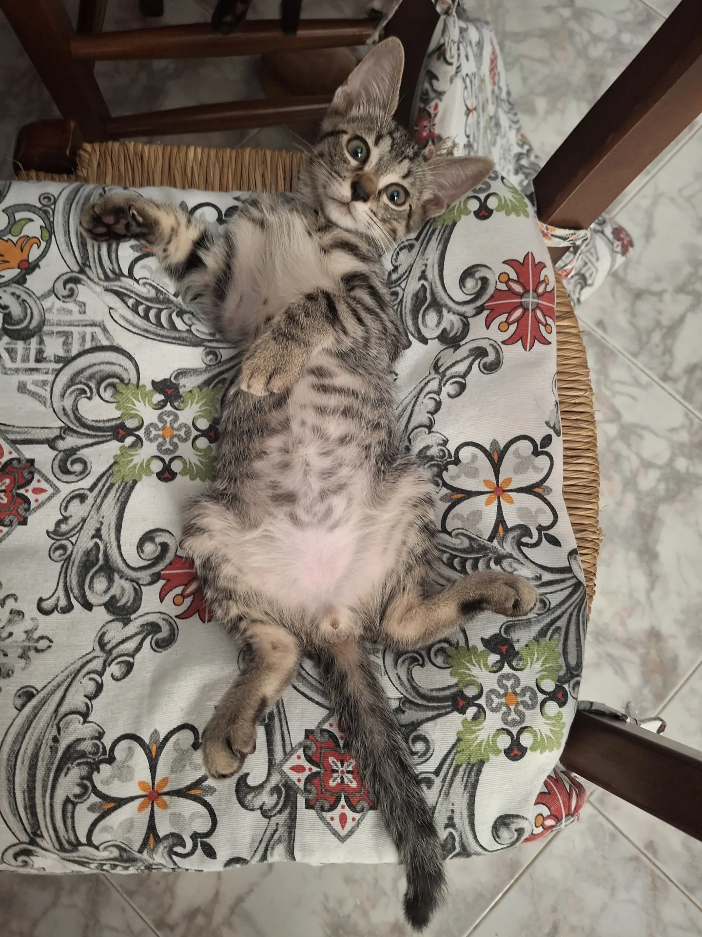 Teodoro, gatto Europeo in adozione a Palermo - foto 3