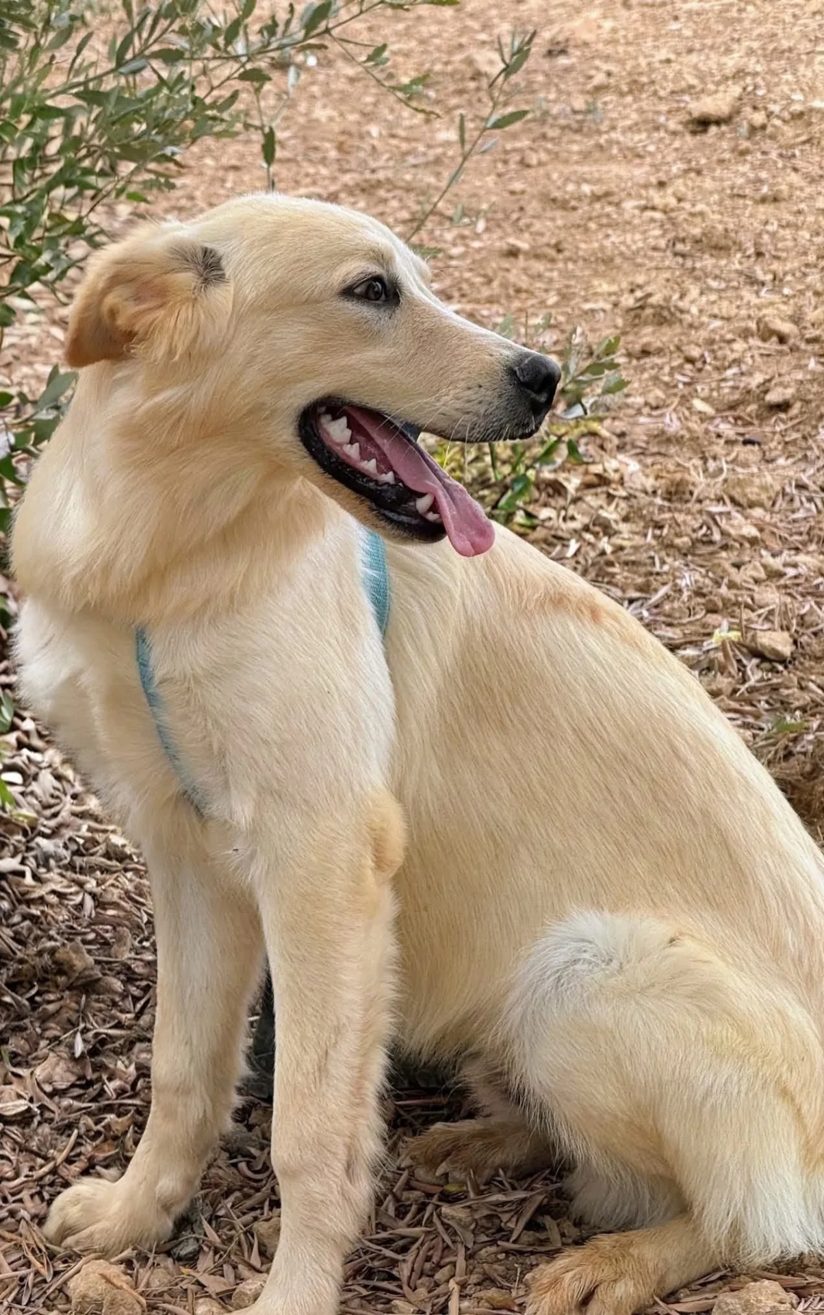 KUMA, cane Meticcio in adozione a Taranto - foto 3