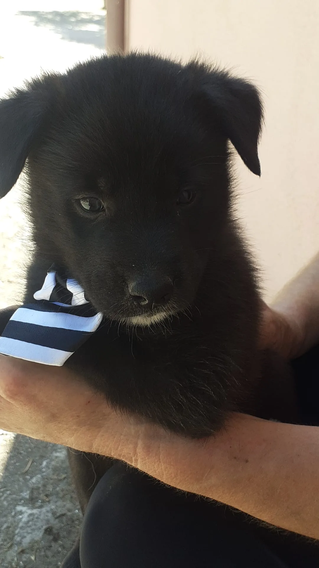 Brando, cane Meticcio in adozione a Salerno - foto 4