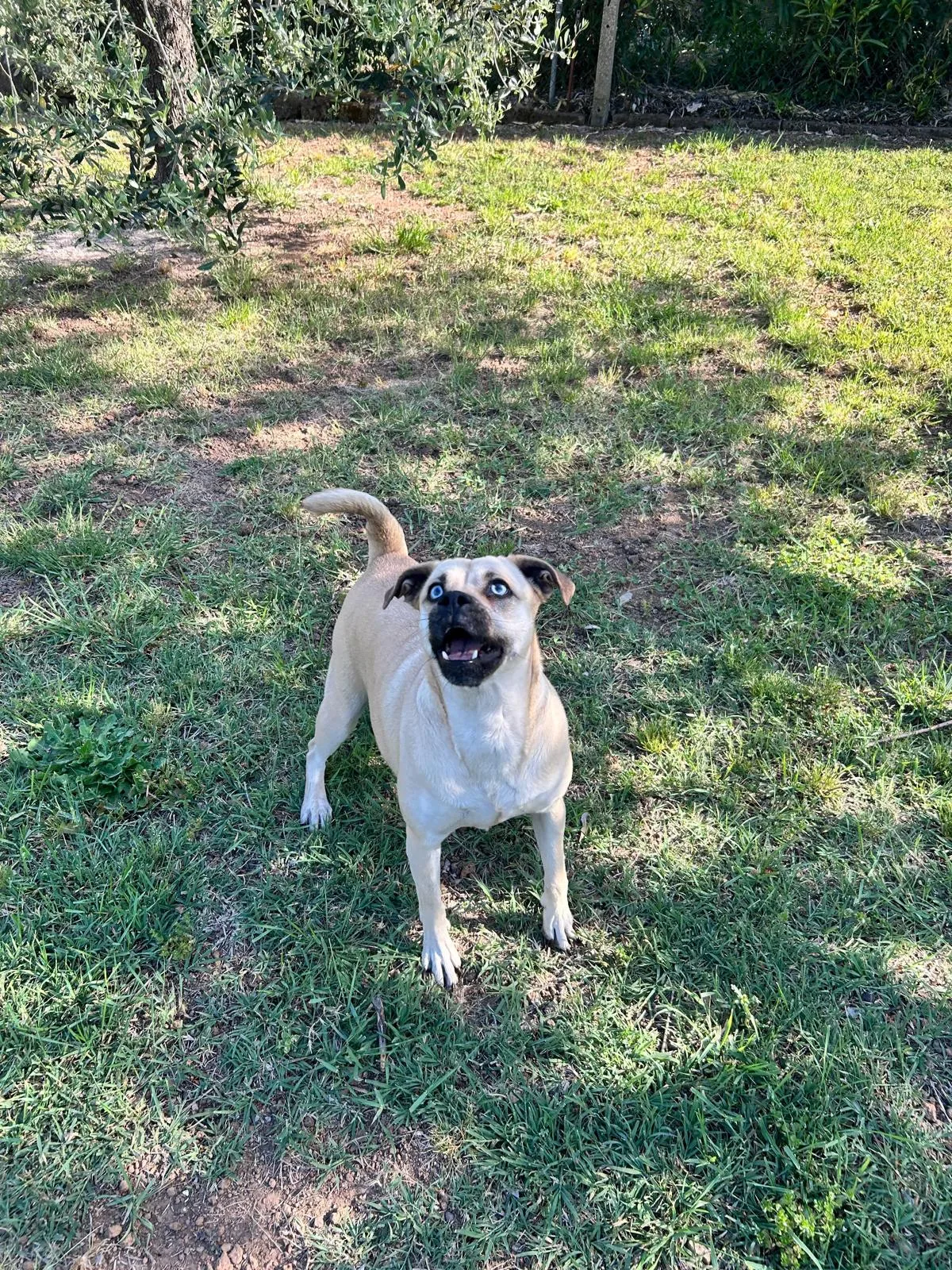 Amos, cane Simil malinois lupetto in adozione a Roma - foto 4