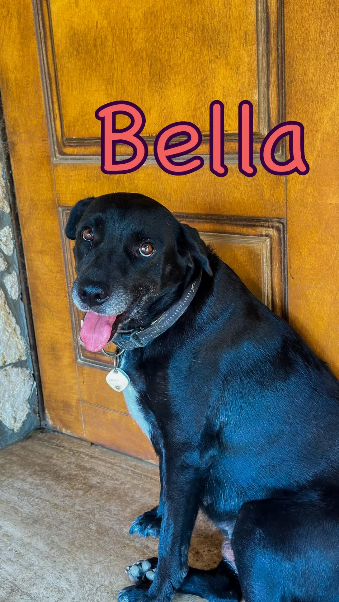 Bella, cane Meticcio in adozione a Crotone - foto 2