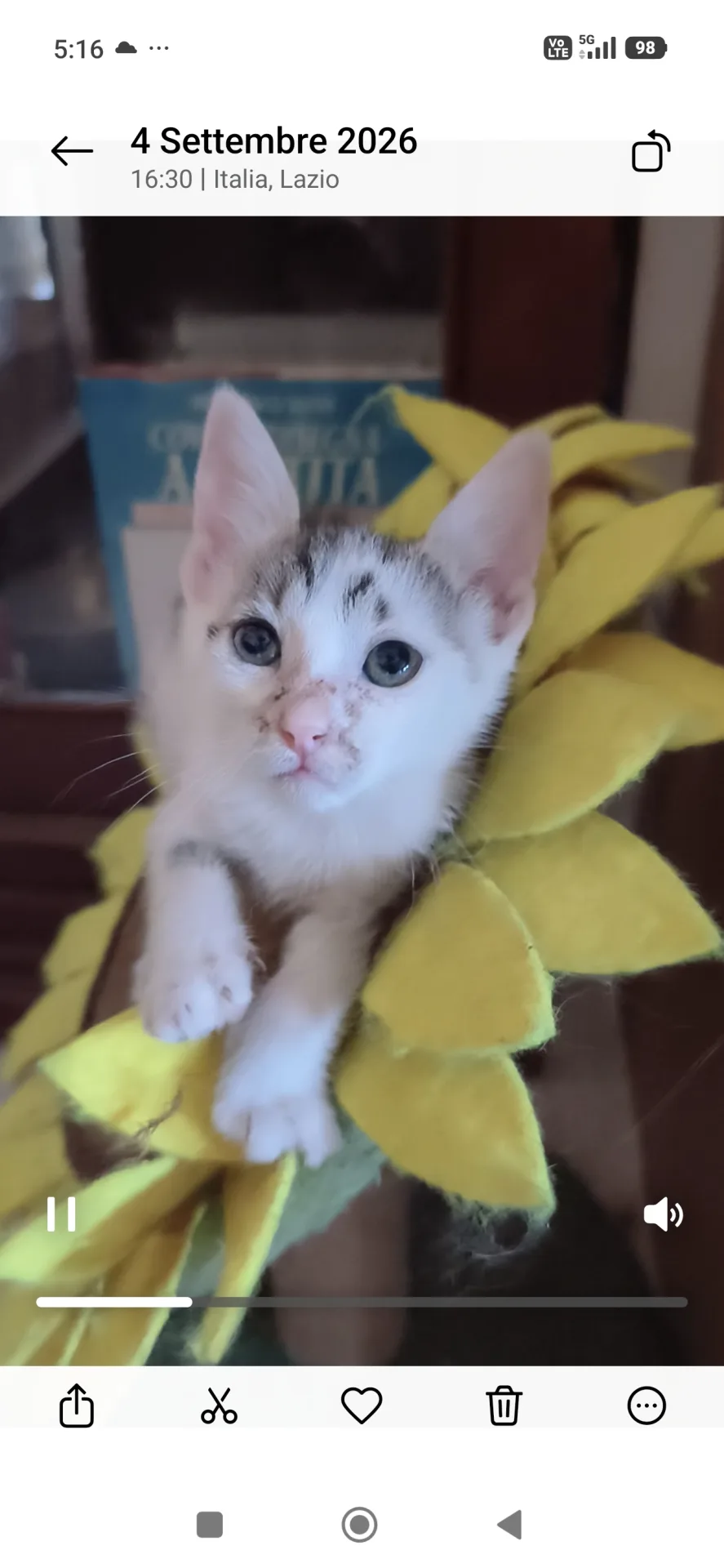 Chicco, gatto Europeo in adozione a Latina