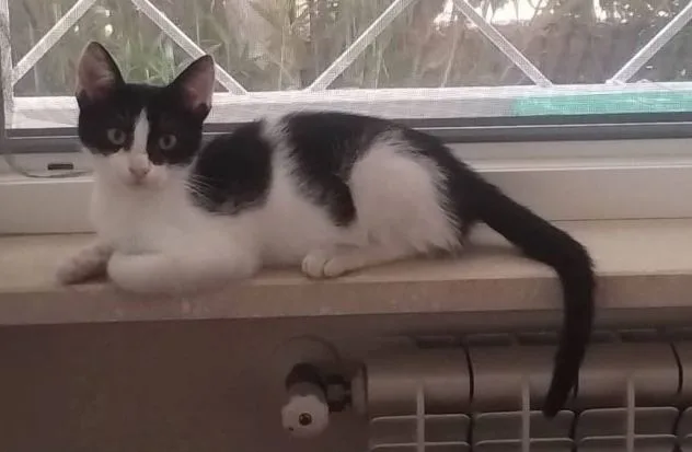 Dario, gatto in adozione a Latina - foto 2