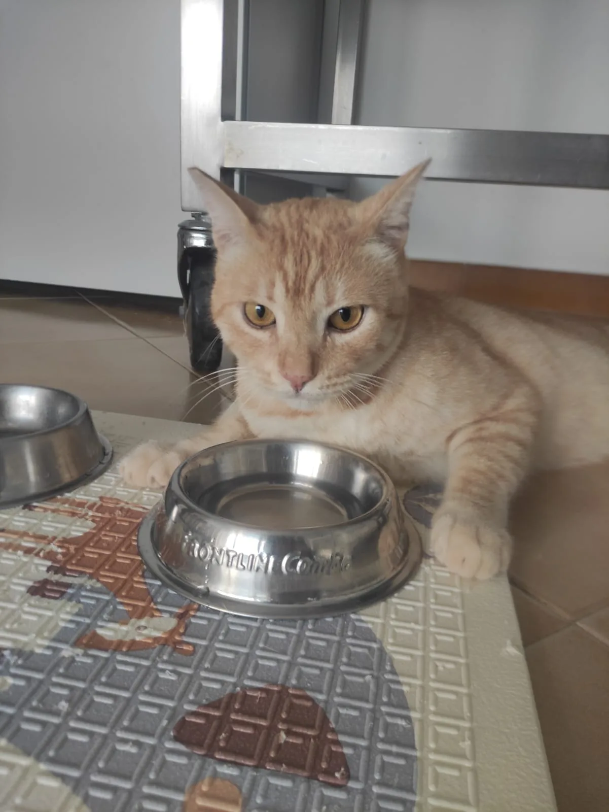 Orange, gatto Metticio in adozione a Bari - foto 3