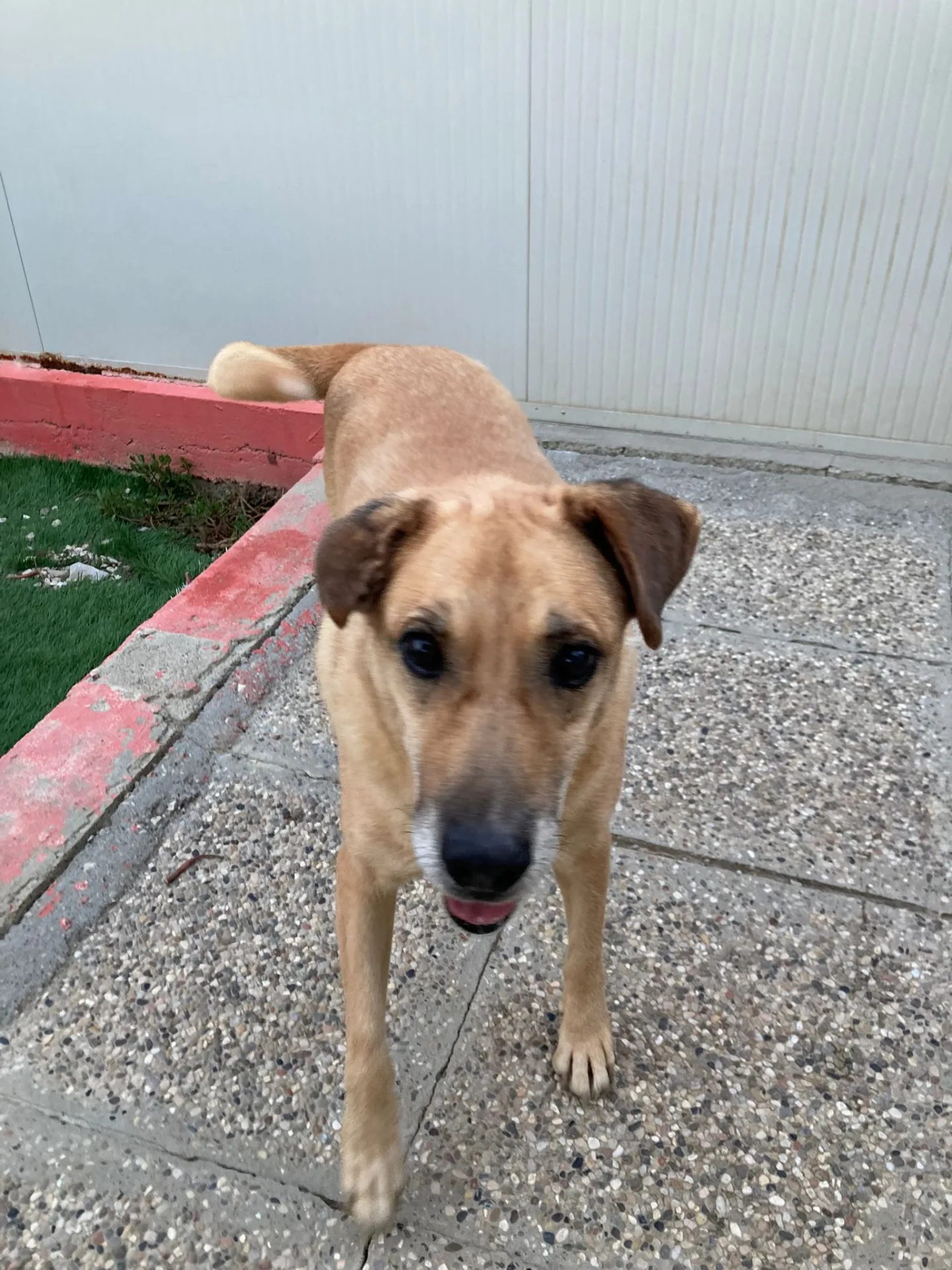 Jeck, cane Meticcio in adozione a Lecco - foto 2