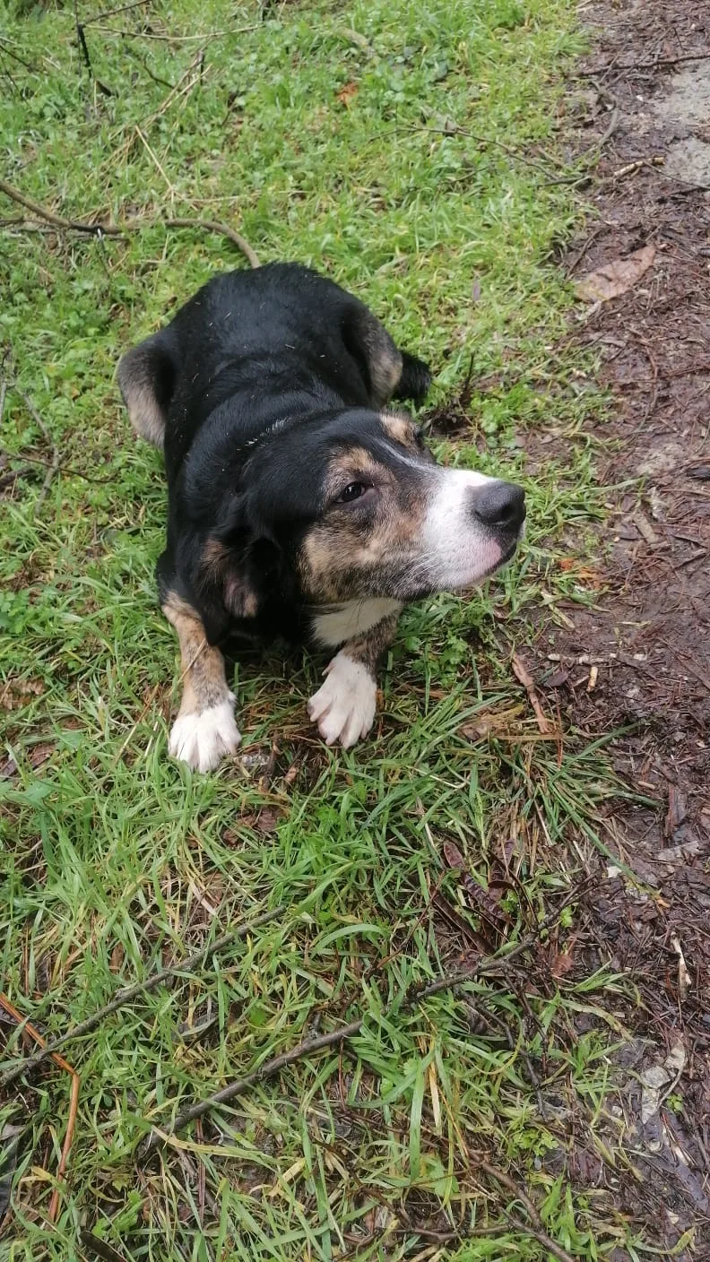 Foto 2 di Tiziano, cane Meticcio in adozione