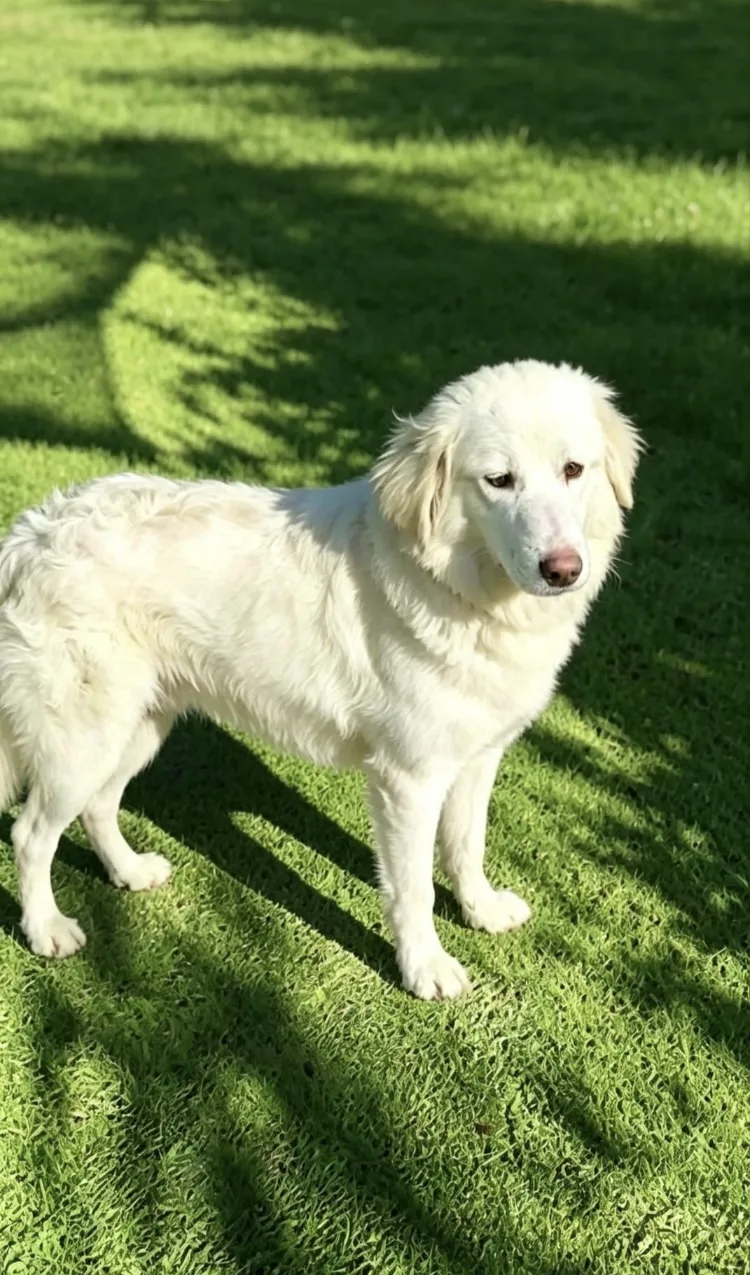 Xina, cane Meticcia in adozione a Chieti - foto 4