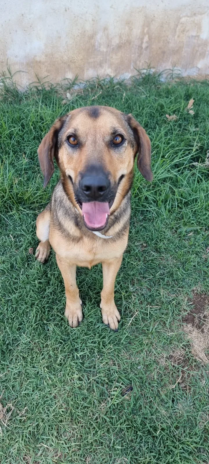 Archimede, cane meticcio in adozione a Latina