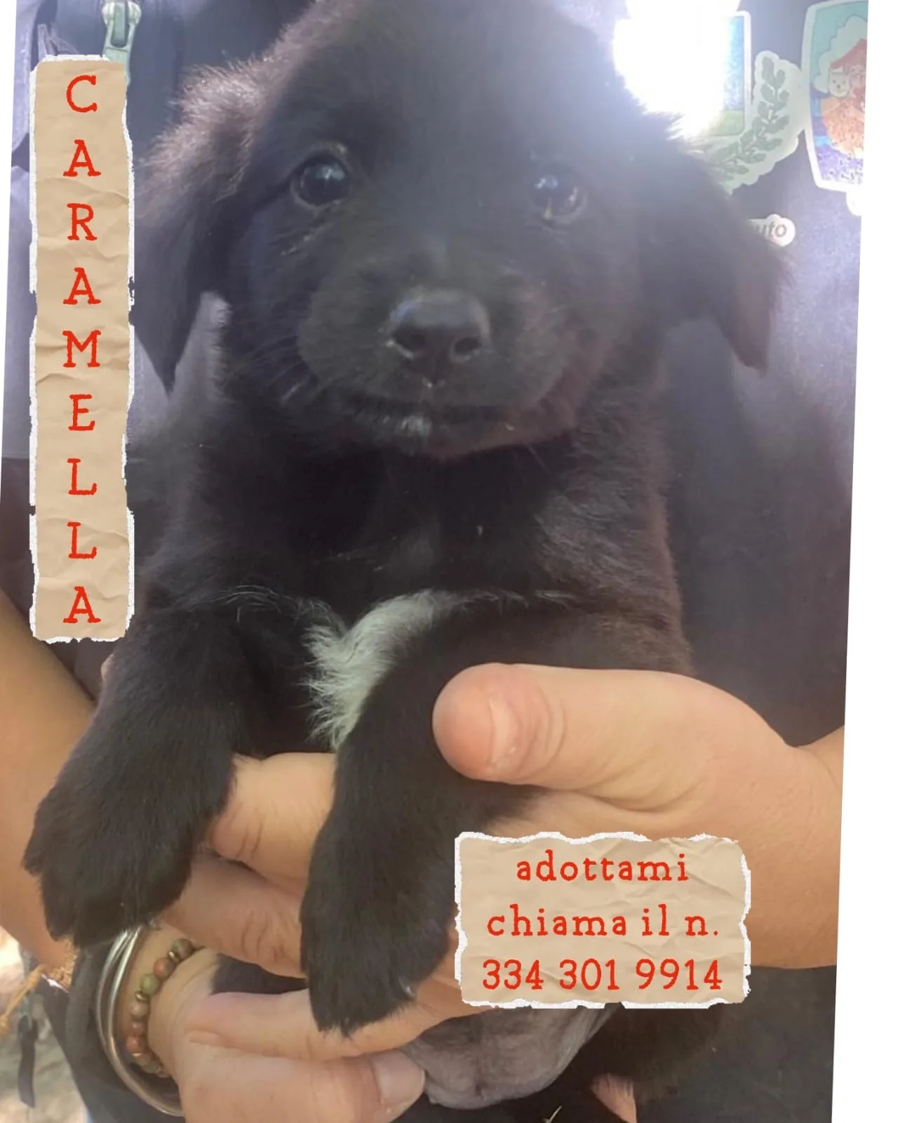 Caramella, cane Meticcio in adozione a Crotone