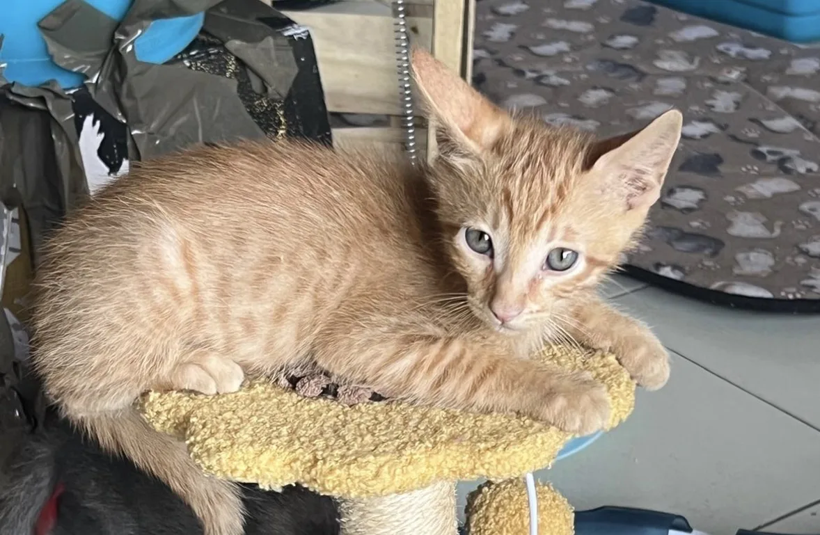 Simba e Nala, cane Europeo in adozione a Vibo Valentia - foto 4