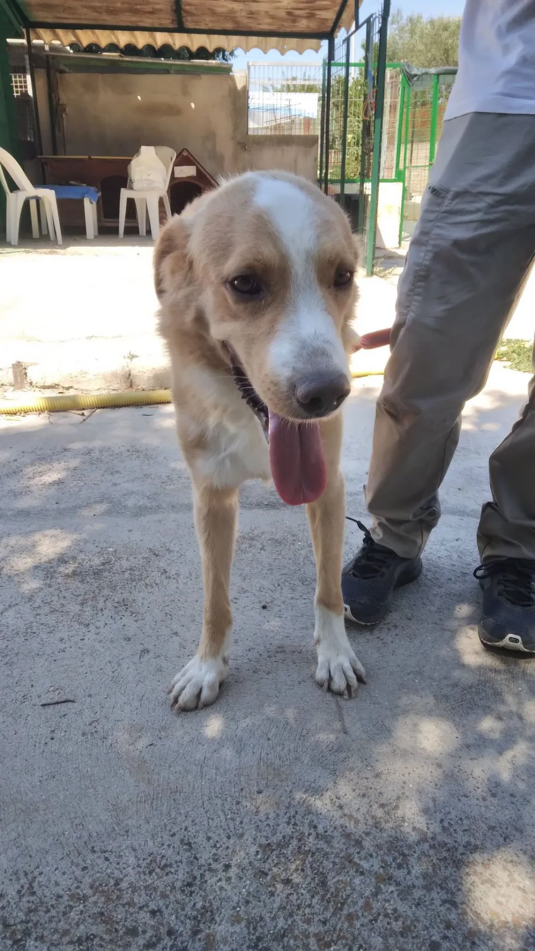 Bignè, cane Simil golden in adozione a Bari - foto 2