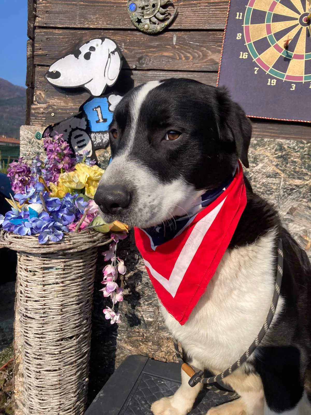 Paco, cane Meticcio molossino in adozione a Lecco - foto 2