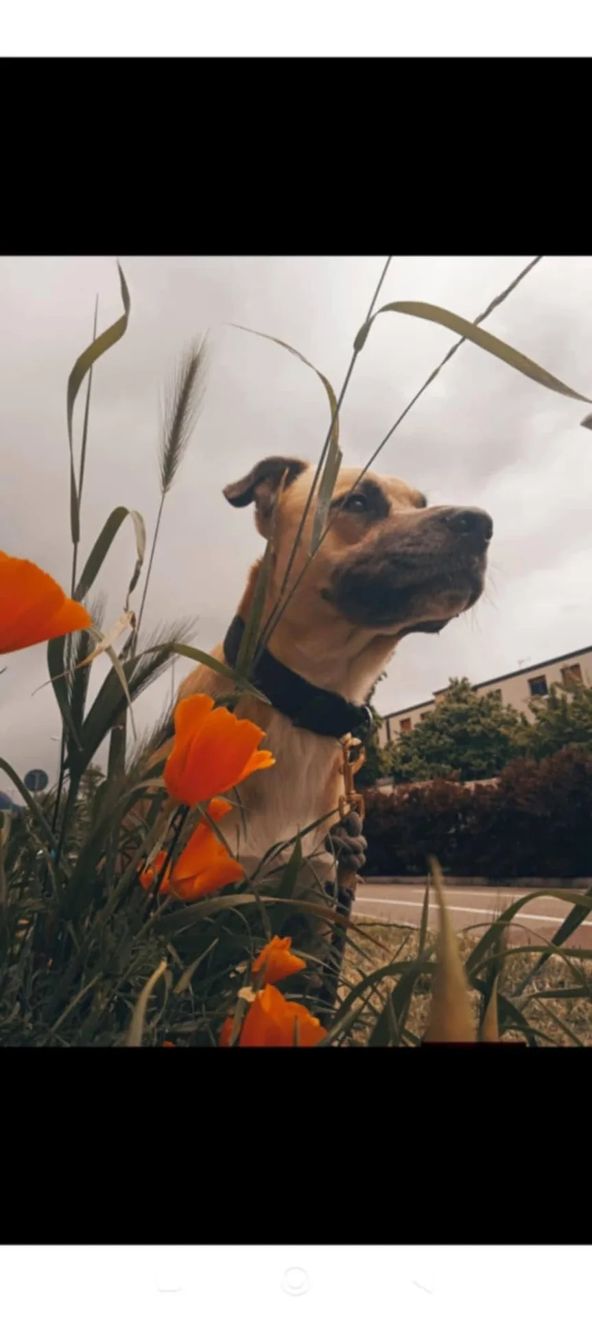 Sonny, cane Meticcio in adozione a Bolzano - foto 5