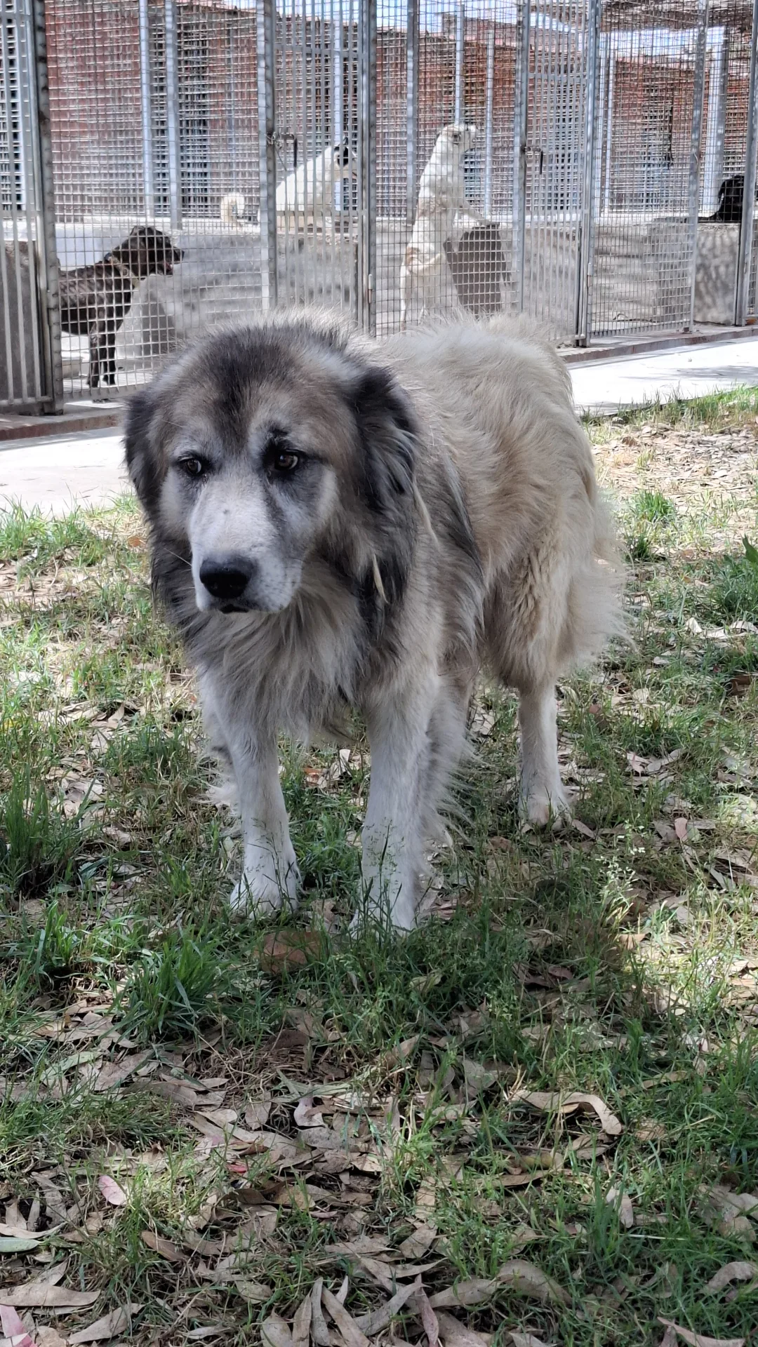 Tiberio, cane Meticcio in adozione a Napoli - foto 2