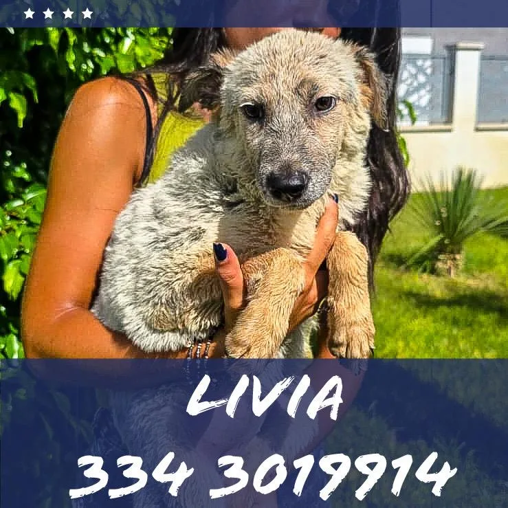 Livia, cane Meticcio in adozione a Crotone - foto 1