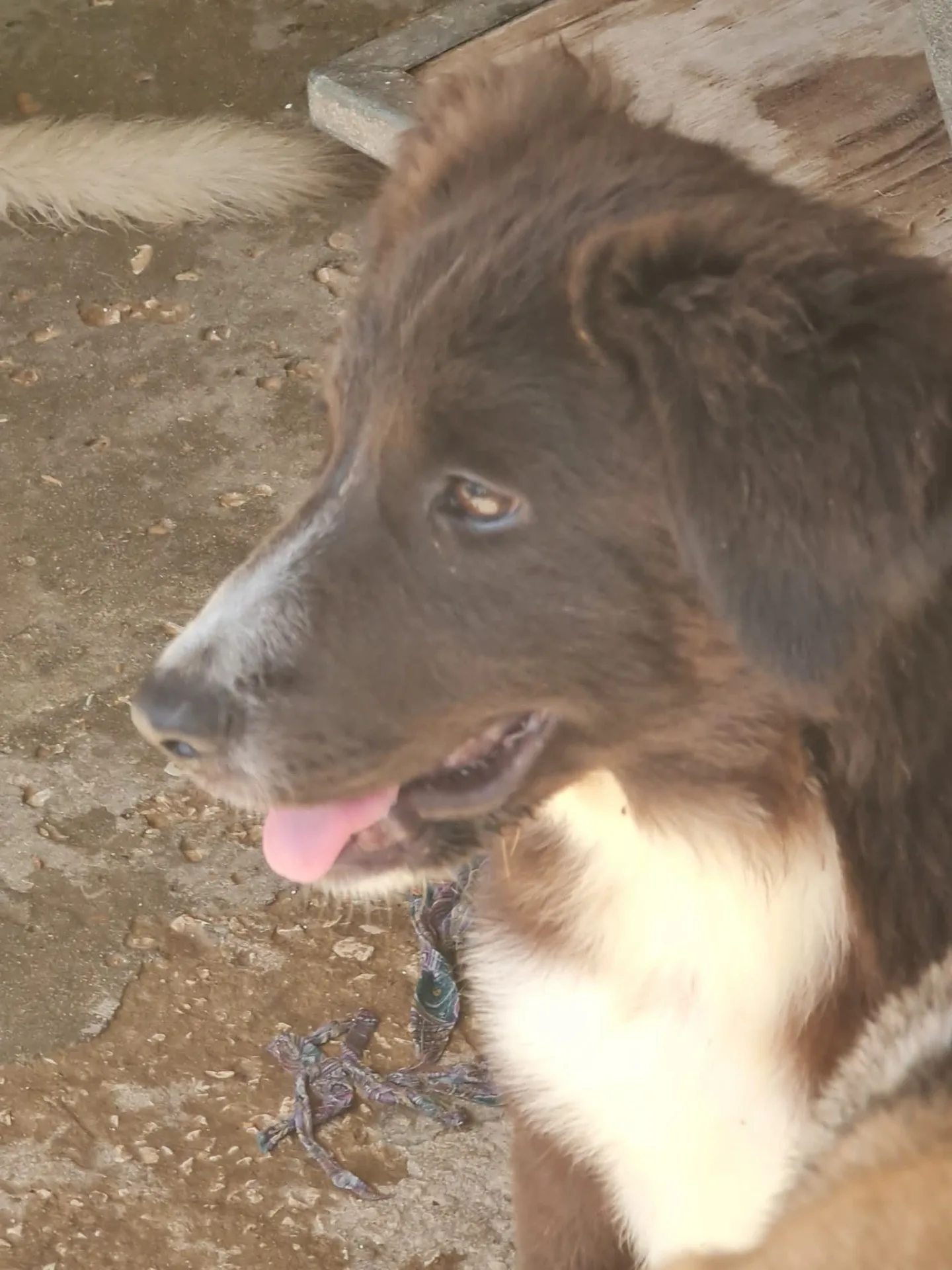 Maya, cane Meticcio in adozione a Trapani - foto 4