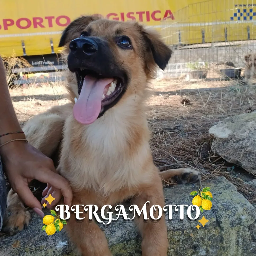 Bergamotto, cane Meticcio in adozione a Crotone