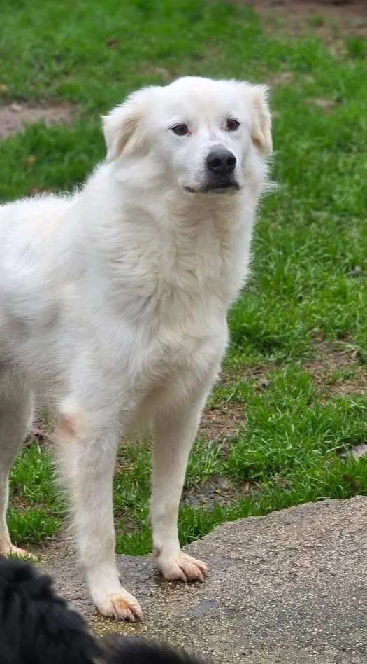 Savino, cane meticcio in adozione a Latina