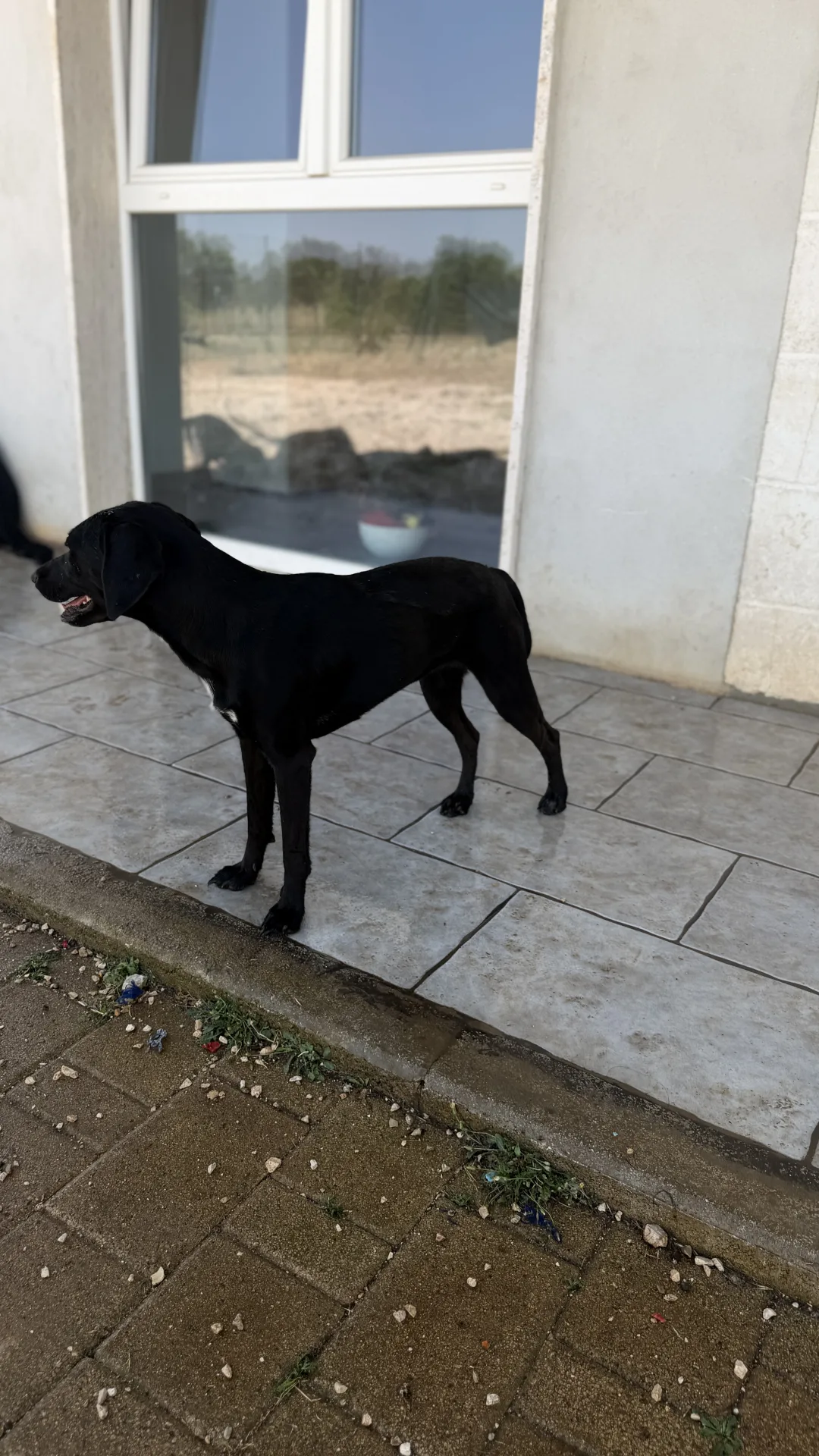 Tess, cane Meticcio in adozione a Bari - foto 2
