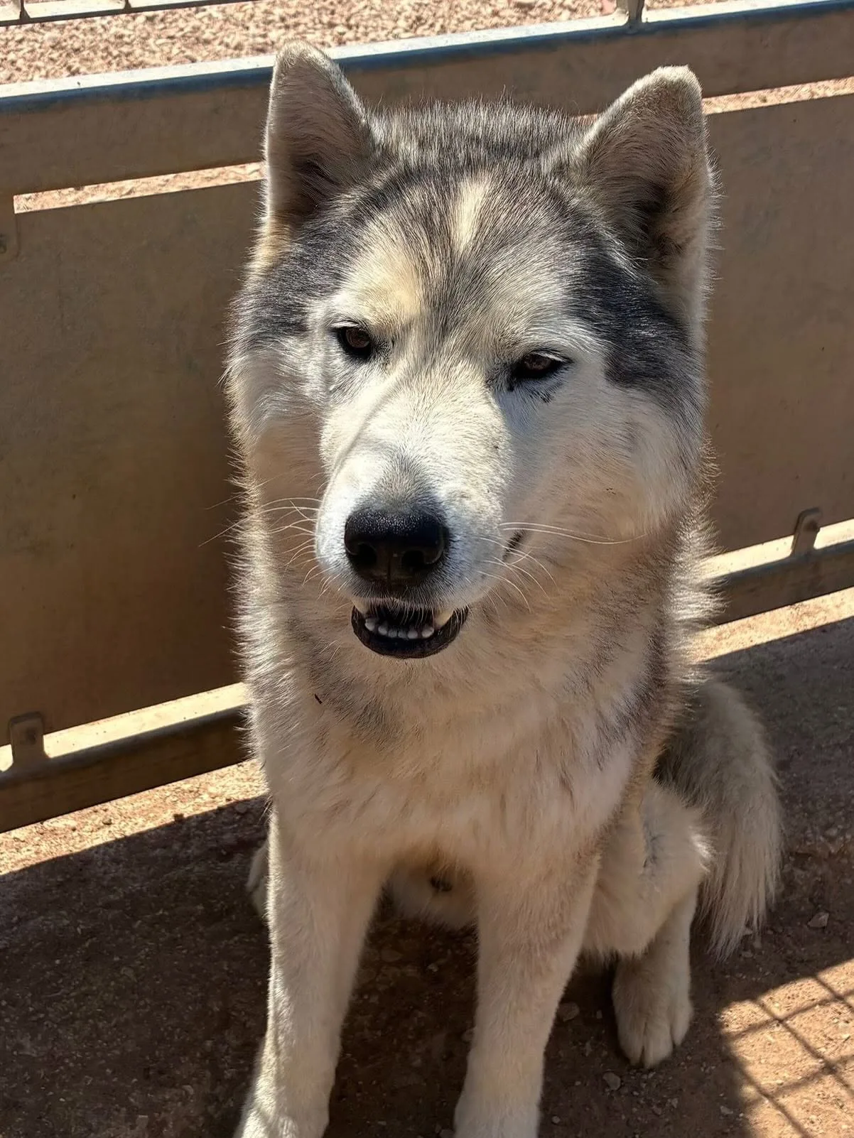 Bruscolino, cane Siberian Husky in adozione a Latina - foto 3
