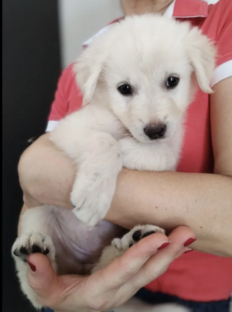 Grace, cane Meticcia in adozione a Taranto - foto 2