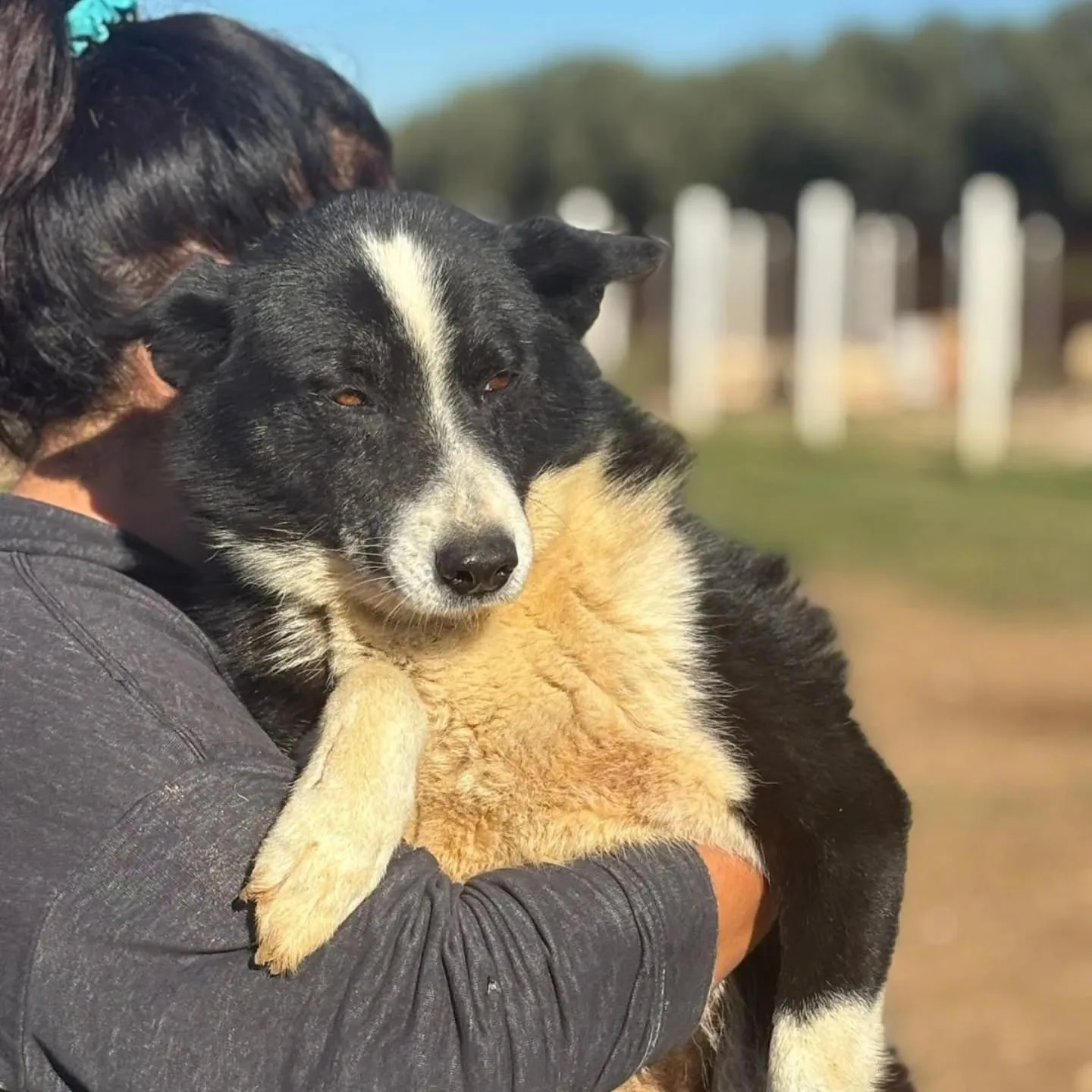 Irma, cane Cane da Orso della Carelia in adozione a Latina - foto 3