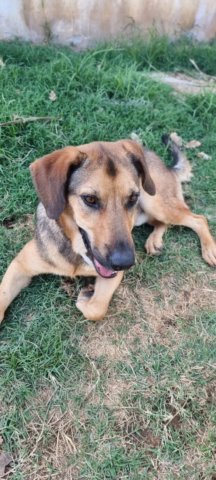 Archimede, cane meticcio in adozione a Latina - foto 3