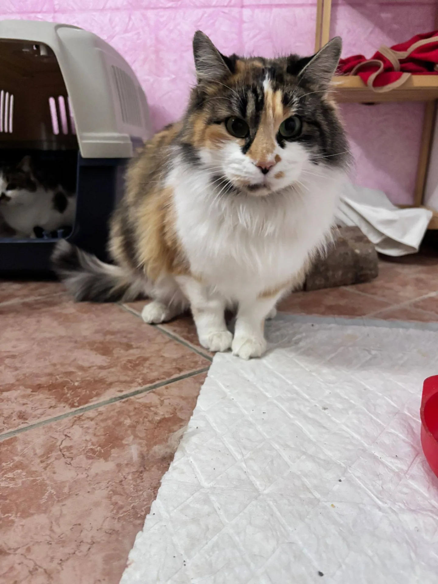 Tati, gatto Europeo in adozione a Bergamo - foto 4