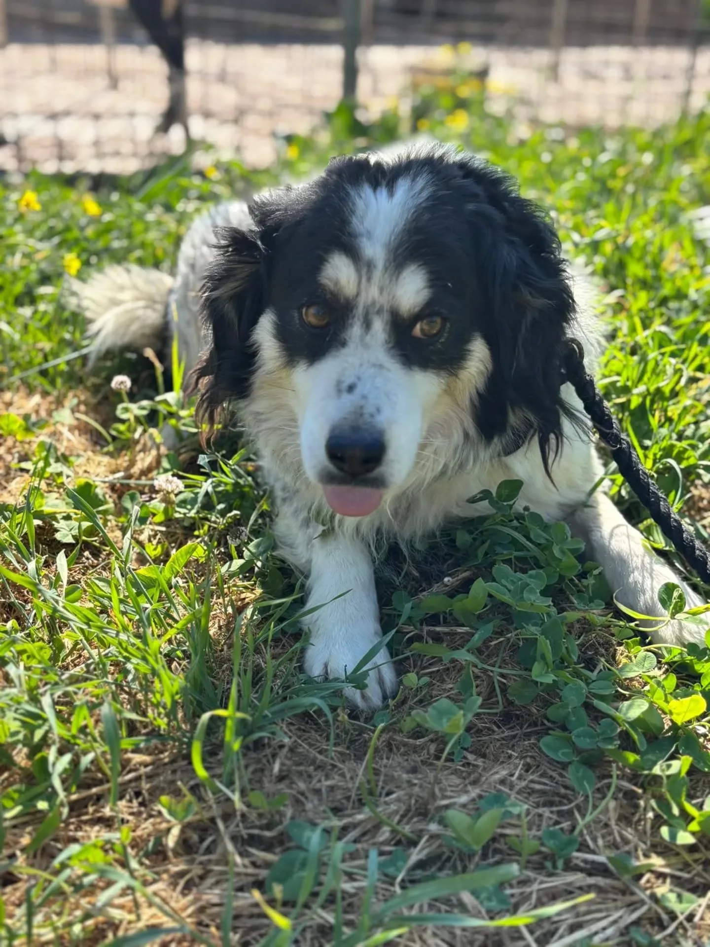 Balto, cane in adozione a Latina - foto 3
